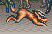 contrasupirittu_113.gif